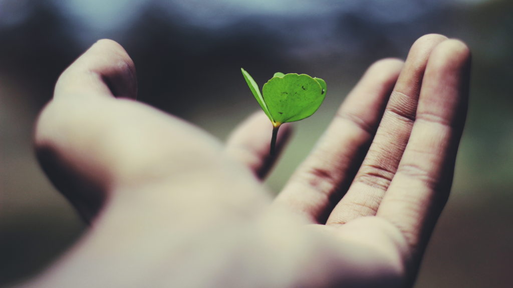 Open hand holding green plant shoot