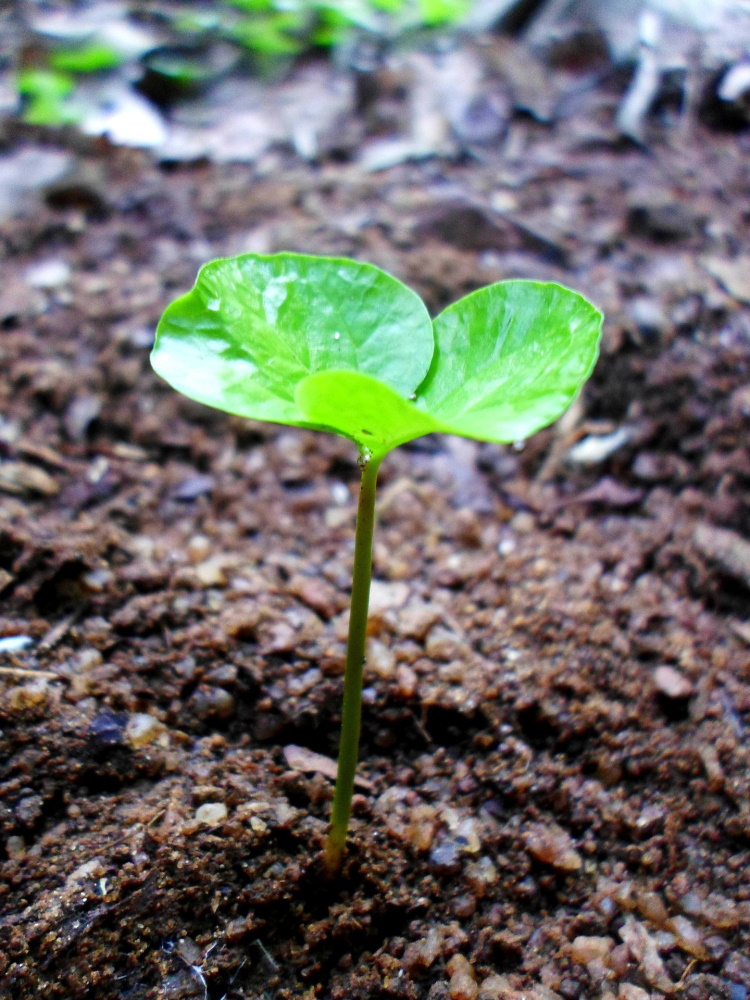 Seedling sprouting from the soil